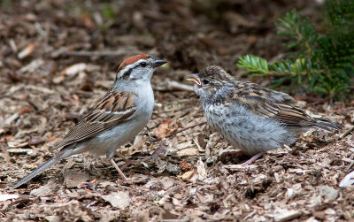 Bruant familier / Spizella passerina / Chipping Sparrow