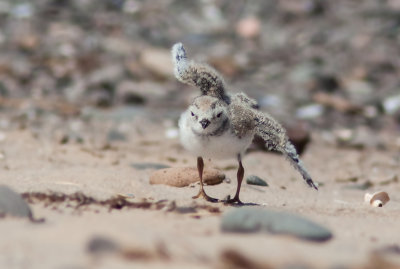Pluvier siffleur / Charadrius melodus / Piping Plover