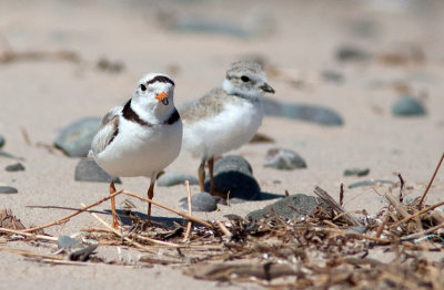 Pluvier siffleur / Charadrius melodus / Piping Plover