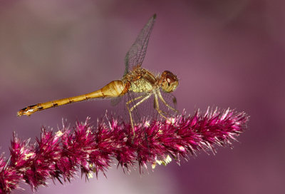 le sympétrum tardif / Sympetrum vicinum / yellow-legged meadowhawk