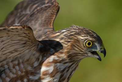 pervier brun / Accipiter striatus / Sharp-shinned Hawk
