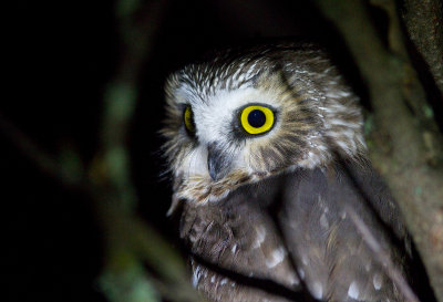 Petite nyctale / Aegolius acadicus /  Northern Saw-whet Owl