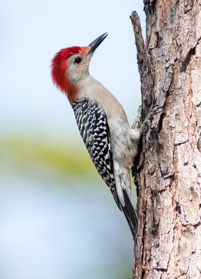 Pic  ventre roux / Melanerpes carolinus / Red-bellied Woodpecker