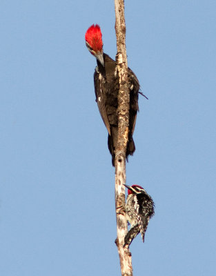 Pic macul / Sphyrapicus varius / Yellow-bellied Sapsucker