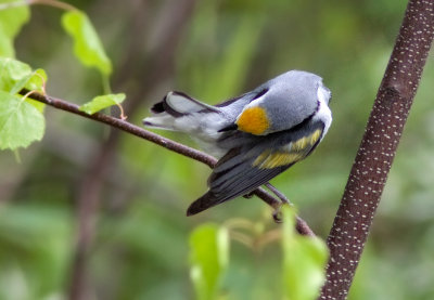 Paruline à ailes dorées / Vermivora chrysoptera / Golden-winged Warbler