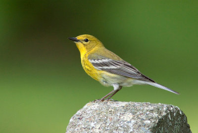 Paruline des pins / Setophaga pinus / Pine Warbler