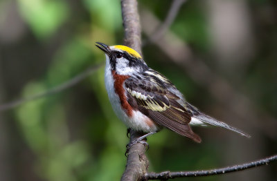Paruline à flancs marrons / Setophaga pensylvanica / Chestnut-sided Warbler