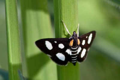 Pyrale  8 points / White-spotted Sable Moth