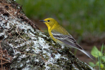Paruline des pins / Setophaga pinus / Pine Warbler