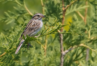 Bruant des plaines / Spizella pallida / Clay-colored Sparrow