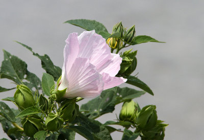 Hibiscus indigne