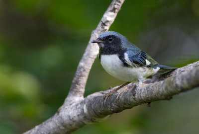 Paruline bleue / Setophaga caerulescens / Black-throated Blue Warbler