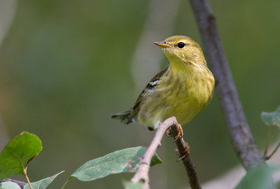 Paruline rayée / Setophaga striata / Blackpoll Warbler