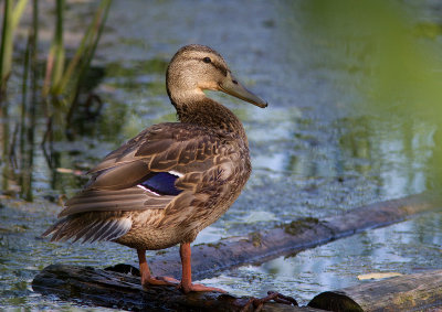 Canard colvert / Anas platyrhynchos / Mallard