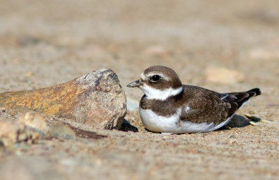 Pluvier semipalm / Charadrius semipalmatus / Semipalmated Plover