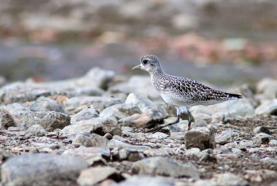 Pluvier argenté / Pluvialis squatarola / Grey Plover