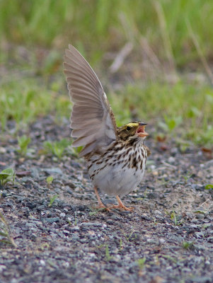 Bruant des prés / Passerculus sandwichensis / Savannah Sparrow