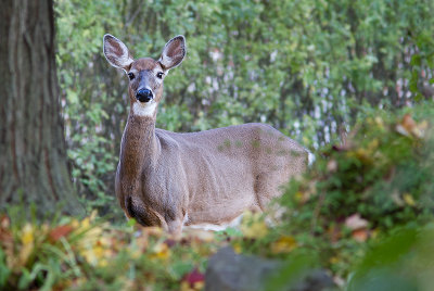 Cerf de Virginie - Odocoileus virginianus - White-tailed deer