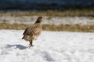 Perdrix grise / Perdix perdix / Grey Partridge