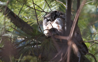 Nyctale de Tengmalm / Aegolius funereus / Boreal Owl