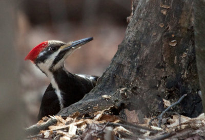 Grand pic / Dryocopus pileatus / Pileated Woodpecker