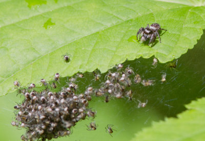 closion d'araignes / Hatching spiders