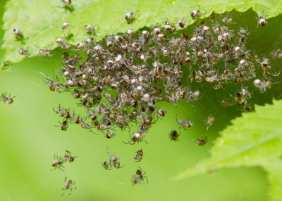 closion d'araignes / Hatching spiders