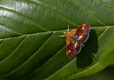 Pyrausta orphisalis / Orange Mint Moth