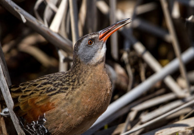 Rle de Virginie / Rallus limicola / Virginia Rail