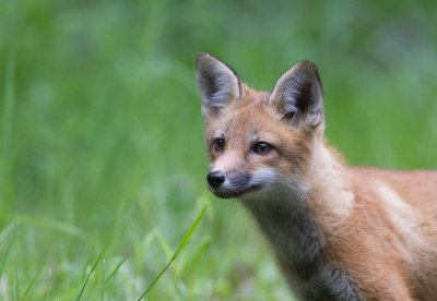Renard roux / Vulpes vulpes / Red Fox