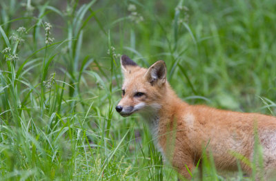 Renard roux / Vulpes vulpes / Red Fox