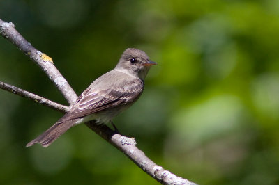 Pioui de l'Est / Contopus virens	 / Eastern Wood Pewee