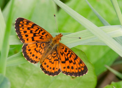 Bolaria  taches argentes / Boloria myrina atrocostalis / Silver-bordered Fritillary