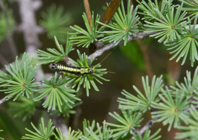 Faux-mlanople alpin / Wingless mountain grasshopper / Booneacris glacialis