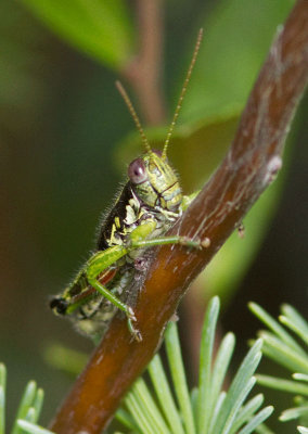 Faux-mlanople alpin / Wingless mountain grasshopper / Booneacris glacialis