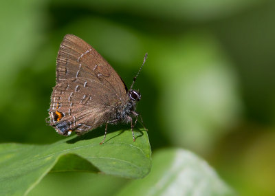 Porte-queue du chne / Satyrium calanus falacer (Gdt) / Banded hairstreak