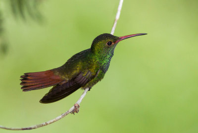 Ariane à ventre gris / Amazilia tzacatl / Rufous-tailed Hummingbird