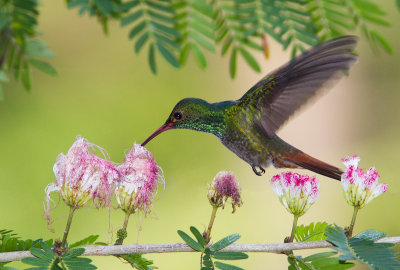 Ariane à ventre gris / Amazilia tzacatl / Rufous-tailed Hummingbird