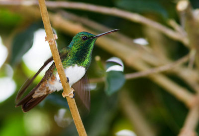 Ariane d'Edward / Amazilia edward / Snowy-bellied Hummingbird