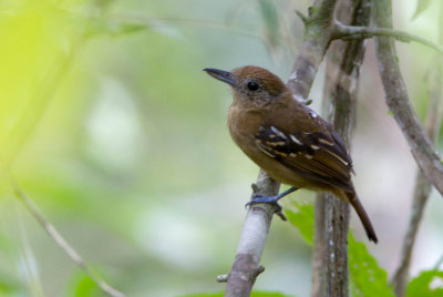 Batara à nuque noire / Thamnophilus atrinucha / Western Slaty-Antshrike