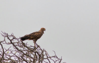 Buse roussâtre / Buteogallus meridionalis / Savanna Hawk