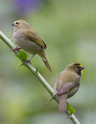 Cici grand-chanteur / Tiaris olivaceus / Yellow-faced Grassquit