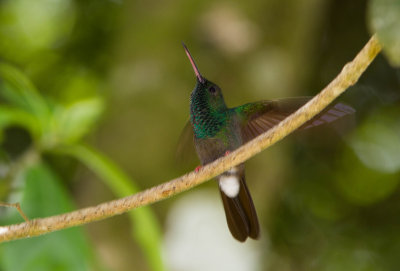 Colibri à queue bronzée / Chalybura urochrysia / Bronze-tailed Plumeleteer
