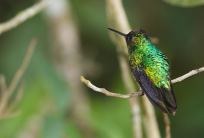 Colibri à tête violette / Klais guimeti / Violet-headed Hummingbird