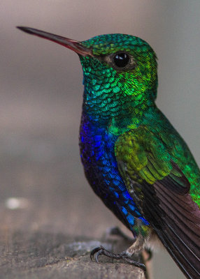 Colibri de Julie / Damophila julie / Violet-bellied Hummingbird
