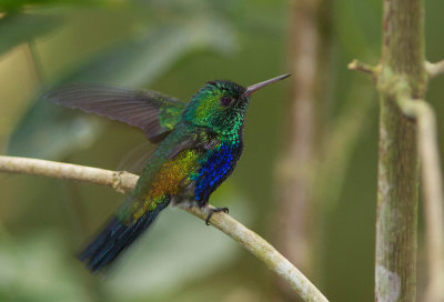 Colibri de Julie / Damophila julie / Violet-bellied Hummingbird