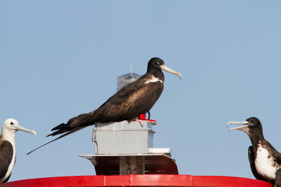 Frégate superbe / Fregata magnificens / Magnificent Frigatebird