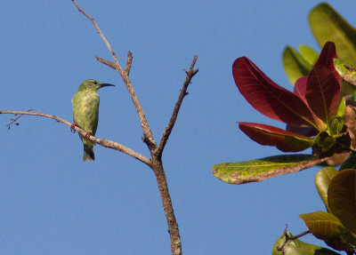 Guit-guit saï / Cyanerpes cyaneus / Red-legged Honeycreeper