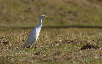 Héron garde-bœufs / Bubulcus ibis / Cattle Egret
