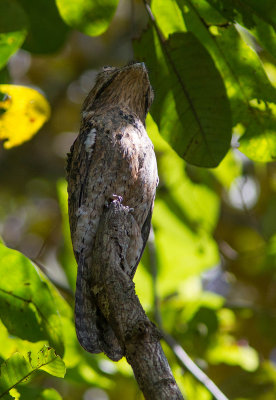 Ibijau gris / Nyctibius griseus / Common Potoo